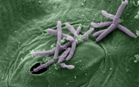 Ученым удалось блокировать передачу гена устойчивости к антибиотикам у бактерий
