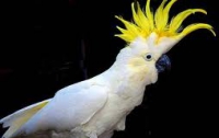 Соломоновы острова попались на отмывании... птиц