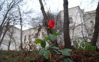 В Киеве выпал первый снег, а в Лавре расцвела роза (ФОТО)