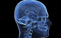 Ученые нашли способ улучшить работу мозга