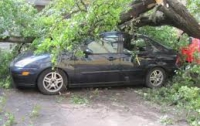 Что ни ветер - разбитая машина: в Одессе продолжают падать деревья (ФОТО)