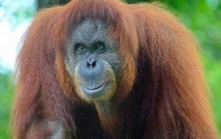 Ученые обнаружили новый вид орангутангов