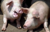 Проблему дефицита человеческих органов могут решить свиньи