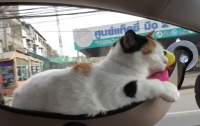 Видео с кошкой в гамаке за два дня набрало более 9 млн просмотров