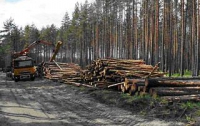 На Ивано-Франковщине лесорубы незаконно вырубили хвойных деревьев на 0,5 млн грн.