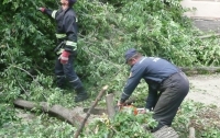 В центре Киева на двух прохожих рухнуло дерево