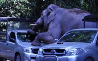 В Китае дикая слониха растоптала на своем пути 15 автомобилей (ВИДЕО)