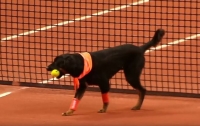 Бездомных собак обучили подносить мячи на чемпионате по теннису (ВИДЕО)