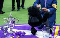 Карликовый пудель стала победительницей престижной выставки собак в Нью-Йорке