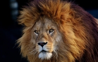 Ученые: в Африке 200 тыс. лет назад жили львы ростом с человека