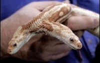 В Ялте появилась живая двуглавая змея