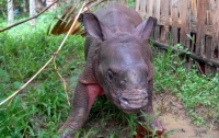 В Индии маленьких носорогов спасли от наводнения