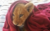 Льва из техасского зоопарка приучили спать под одеялом (ВИДЕО)