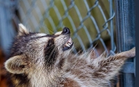 Американец вызвал полицию спасаясь от семьи енотов (ВИДЕО)