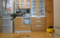 Домашний кот научился высоко летать (ВИДЕО)