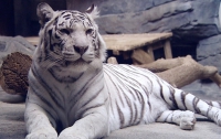 Особенности характера белых тигров