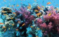 Австралийские ученые нашли огромный коралловый риф