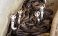 Во вьетнамском поезде обнаружили 45 кг ядовитых змей