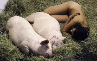 Молодая художница проживет 4 дня со свиньями ради искусства (ФОТО)