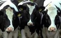 В Украине началась перепись скота
