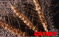 До нового года Украина установит «зерновой рекорд»