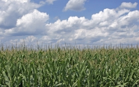 На Харьковщине ребенок потерялся на кукурузном поле