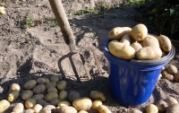 Мужчина на огороде вместе с картошкой выкопал гранату