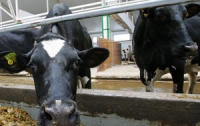 На Сумщине коров уравняли с работающими людьми