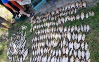 В Киеве поймали банду браконьеров с полуторами тоннами рыбы