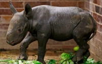 В Чехии родился черный носорог