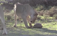 Безуспешная попытка львов напасть на черепаху попала на видео