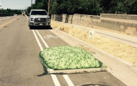 Загадочная зеленая пена вылезла из канализации в США