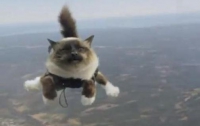 Летающие коты-парашютисты взорвали интернет (ВИДЕО)