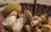Отравленние грибами во Львовской области: количество пострадавших возросло