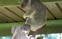 Озверевшие коалы шокировали посетителей зоопарка (ВИДЕО)