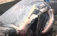 На берег Японского моря выбросило 10-метрового детеныша голубого кита (видео)