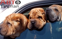 Несколько советов для безопасной езды с вашим домашним любимцем