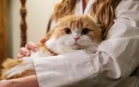 Veterinarian: Cats are nature's perfect little killing machines