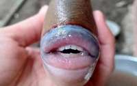 Сфотографирована рыба с губами и ртом, которые напоминают человеческие