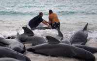 В Австралії близько сотні чорних дельфінів викинулися на берег (відео)