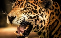 В зоопарке Нового Орлеана ягуар сбежал из клетки и убил 6 животных