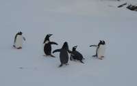 Пингвины пришли посмотреть на ученых (фото)