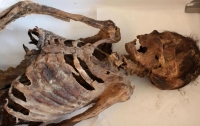 На ногах 1000-летней мумии обнаружили 