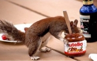 YouTube видео-приколы: Белка ворует шоколад в магазине
