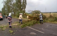 В Ровенской области усложнились погодные условия: ураган заблокировал 11 км дороги