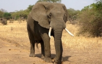 В Индии разъяренный слон убил четыре человека