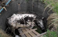 Очаковская корова теперь обязан жизнью спасателям