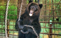 На Кузбассе медведь-прорицатель предсказывает результаты спортивных поединков