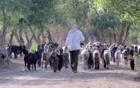 Узбекские пограничники убили агрессивного пастуха из Таджикистана