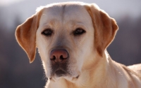 Ученые выяснили, что собаки с возрастом становятся мудрее